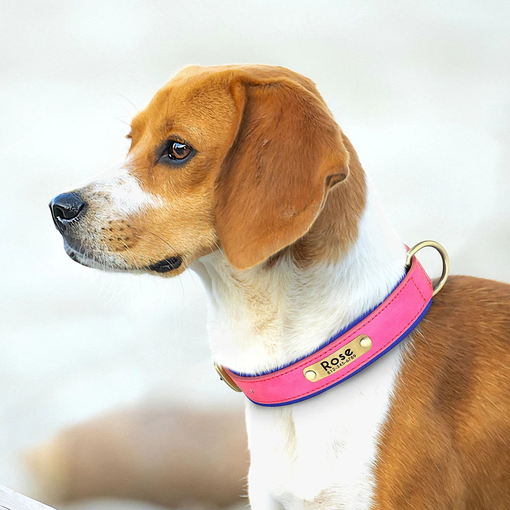 Chien portant un collier personnalisé rose et bleu avec plaque gravée dorée.