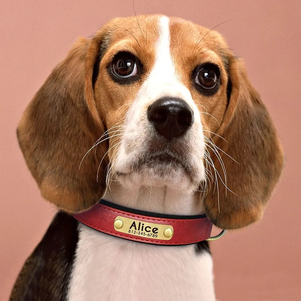 Beagle portant un collier personnalisé rouge avec plaque gravée dorée.