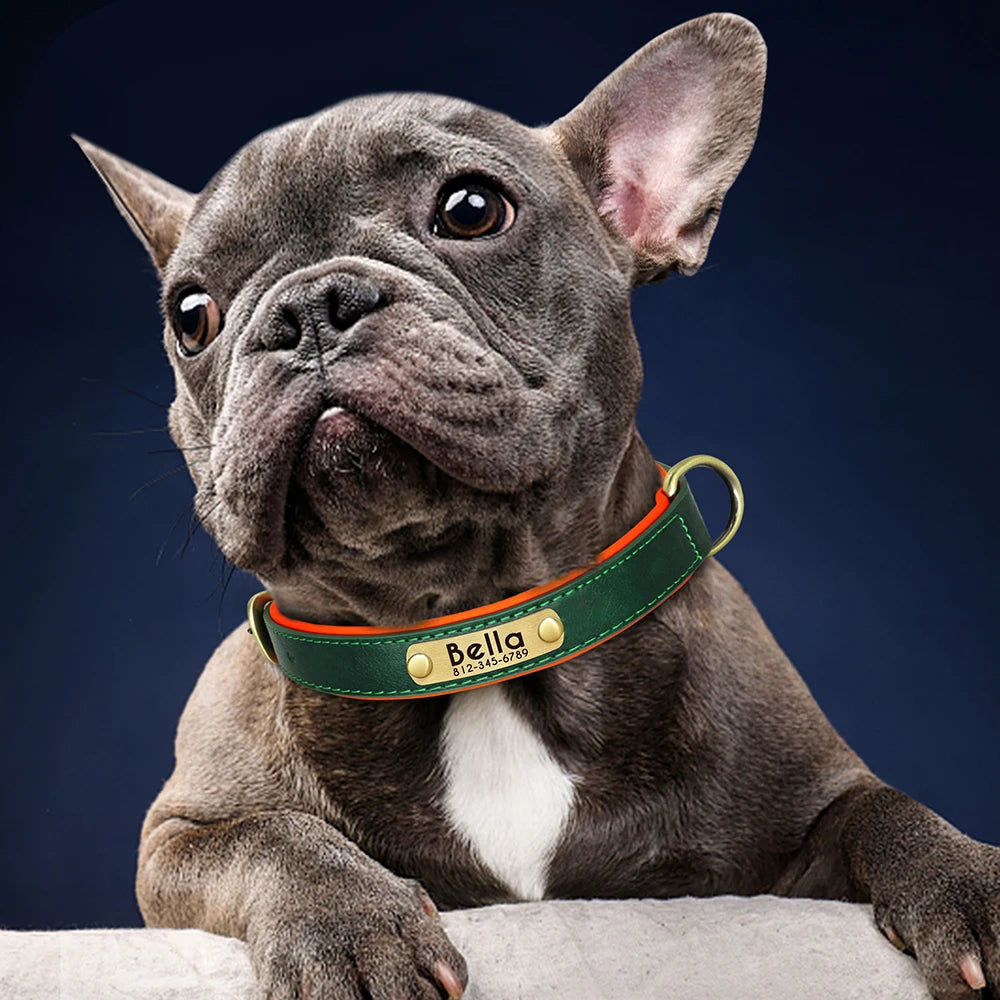 Bouledogue français portant un collier personnalisé vert et orange avec plaque gravée.