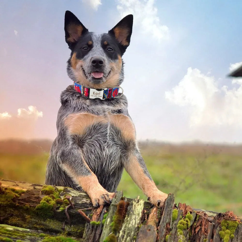 Chien portant un collier personnalisé en nylon imprimé avec prénom Karl.