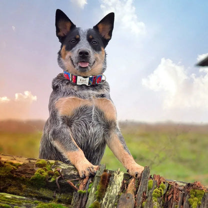 Chien portant un collier personnalisé en nylon imprimé avec prénom Karl.