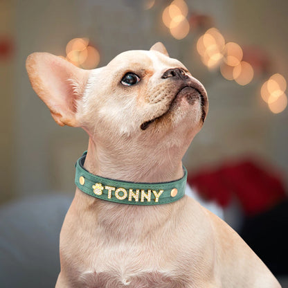 Chien portant un collier personnalisé vert avec le prénom Tonny.