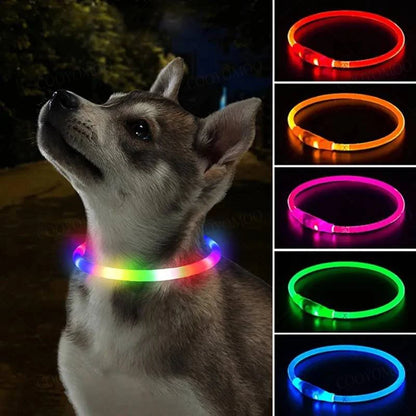 Chien gris avec collier lumineux coloré et plusieurs variantes à droite.
