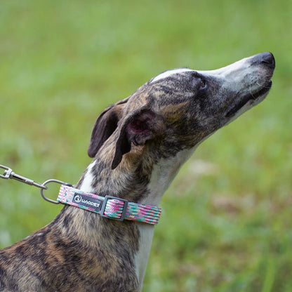 Lévrier en extérieur portant un collier pour chien en nylon tressé rose et vert avec anneau métal.
