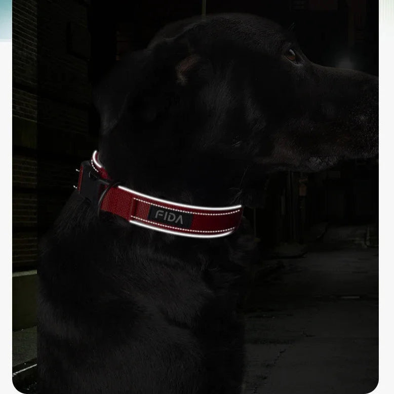 Chien noir portant un collier rouge avec bandes réfléchissantes visibles dans l'obscurité.