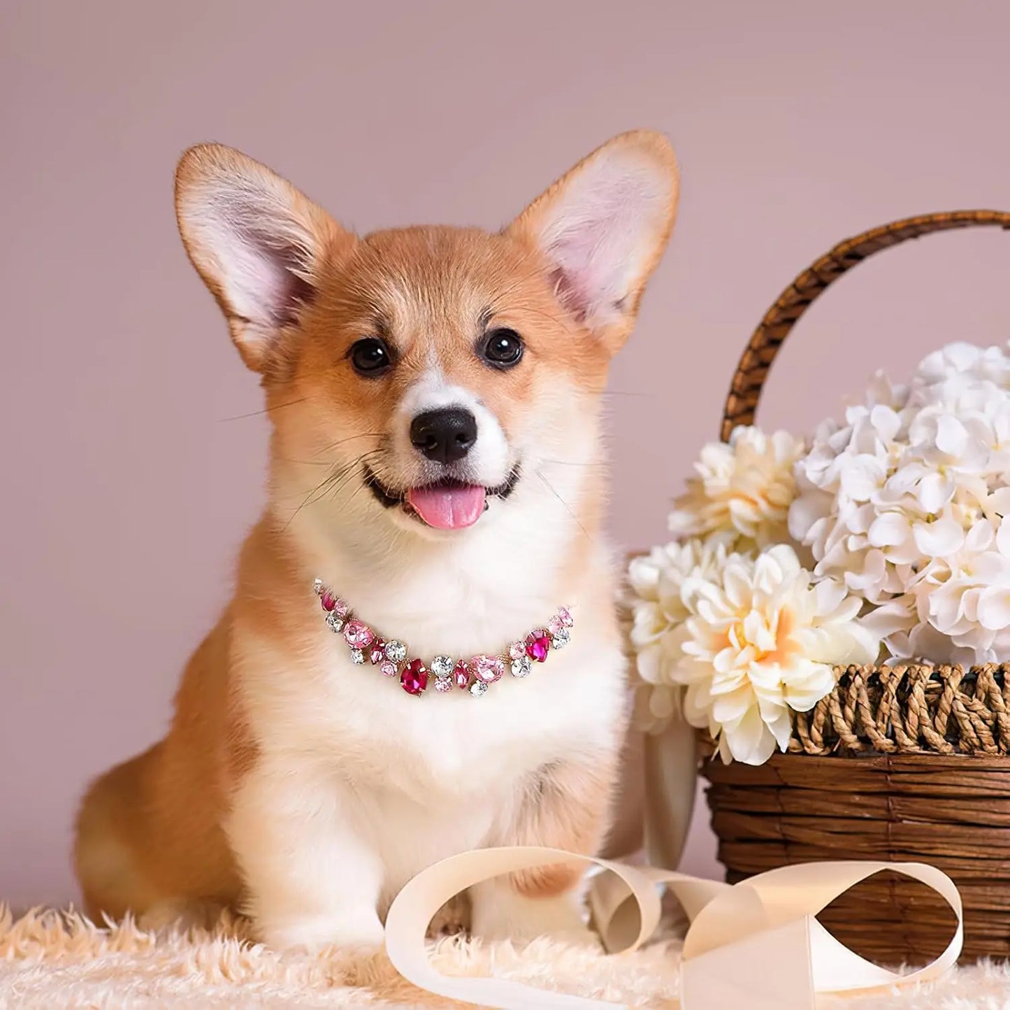 Corgi portant un collier doré pour chien avec pierres roses et strass.