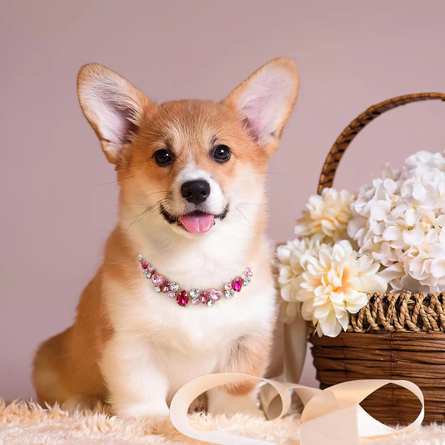 Corgi portant un collier doré pour chien avec pierres roses et strass.