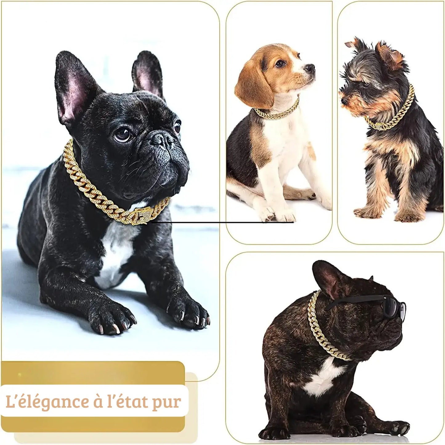 Plusieurs chiens portant un collier chaîne doré avec strass style cubain.