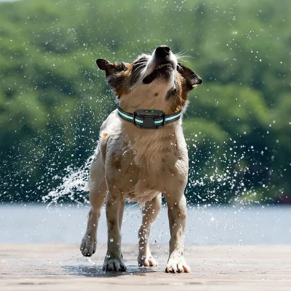 Collier de dressage sans choc porté par un chien mouillé avec mention waterproof en extérieur.