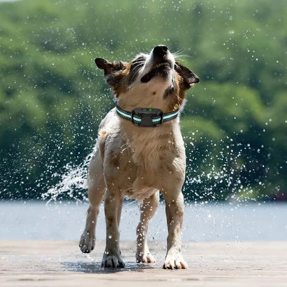 Collier de dressage sans choc porté par un chien mouillé avec mention waterproof en extérieur.