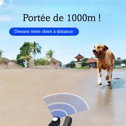 Collier de dressage pour chien avec télécommande longue portée présenté sur une plage.