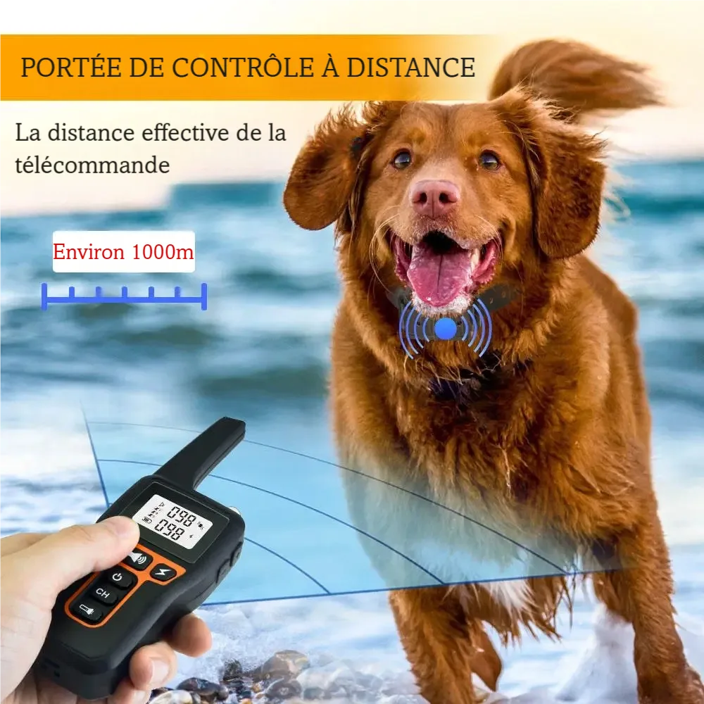 Chien portant un collier de dressage sans choc avec contrôle à distance en extérieur et indication de portée de 915 