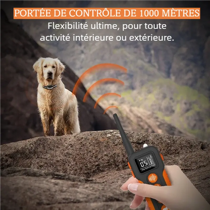 Chien portant un collier de dressage vibrant étanche, contrôlé par télécommande avec portée longue distance d’environ 1000 m.
