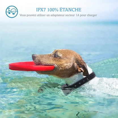 Visuel d’un chien portant un collier d’éducation imperméable pendant une activité aquatique.