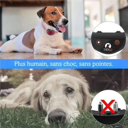 Présentation du collier rouge porté par un chien avec mise en avant de l’absence de pointes.