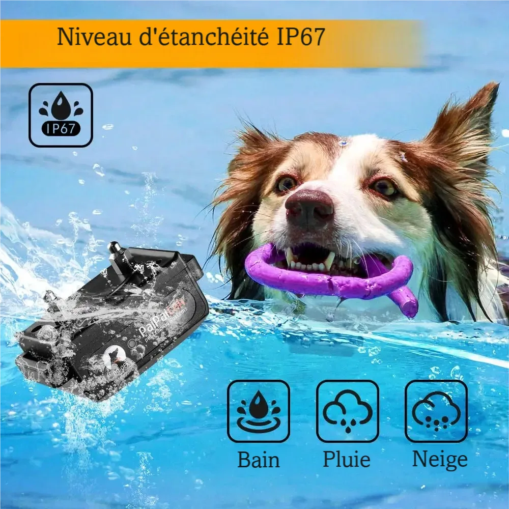 Image de démonstration de l’étanchéité avec un chien qui nage du collier pour chien avec télécommande.