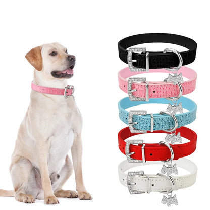 Visuel du collier pour chien porté avec présentation des différents coloris.