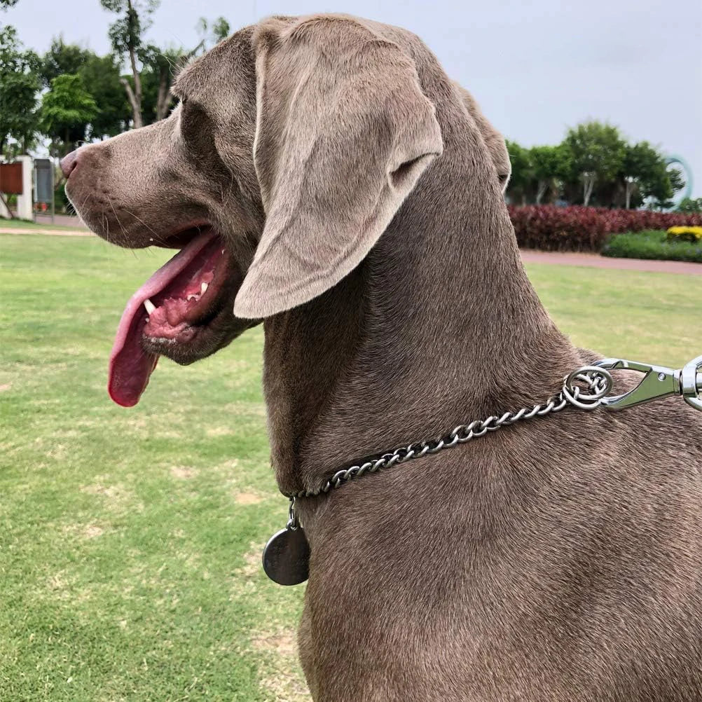 Grand chien gris portant un collier chaîne argenté en extérieur.