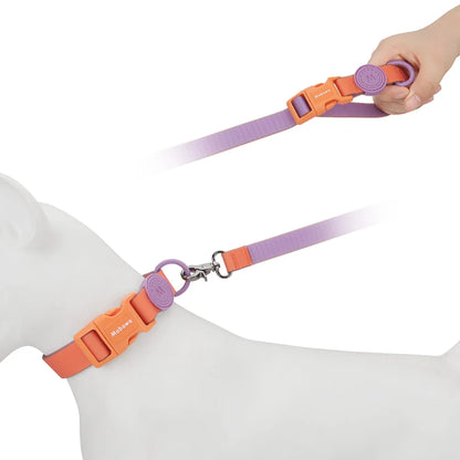Vue d’un collier réglable pour chien porté avec laisse attachée sur un mannequin chien.