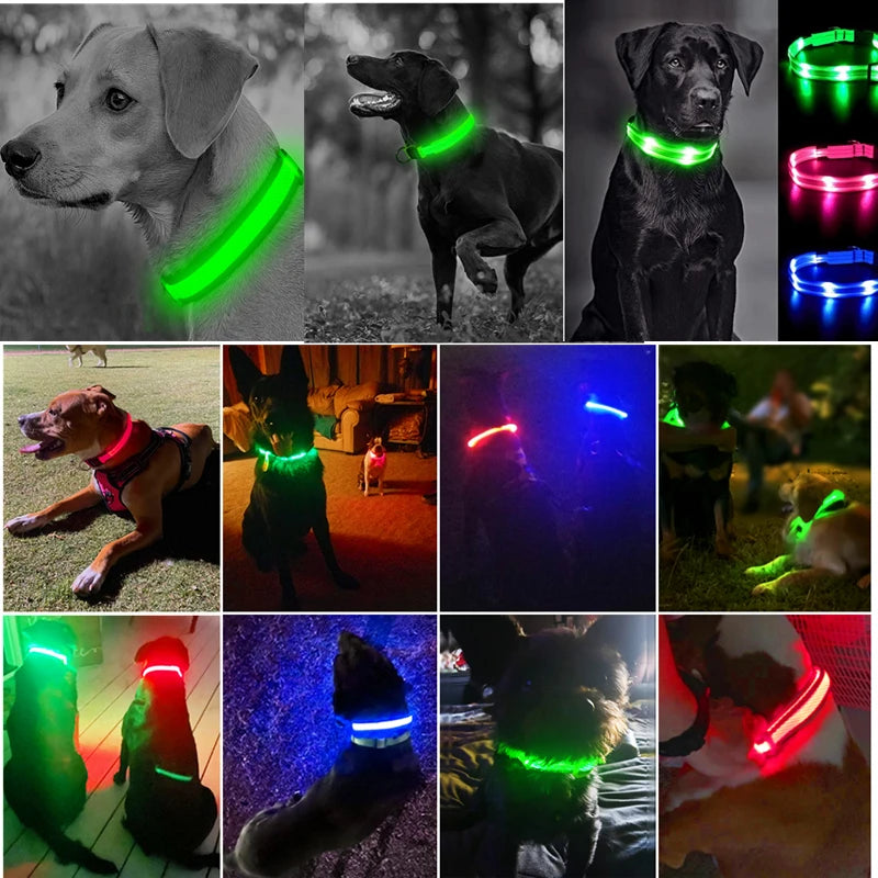 Montage de plusieurs chiens portant des colliers lumineux de différentes couleurs.