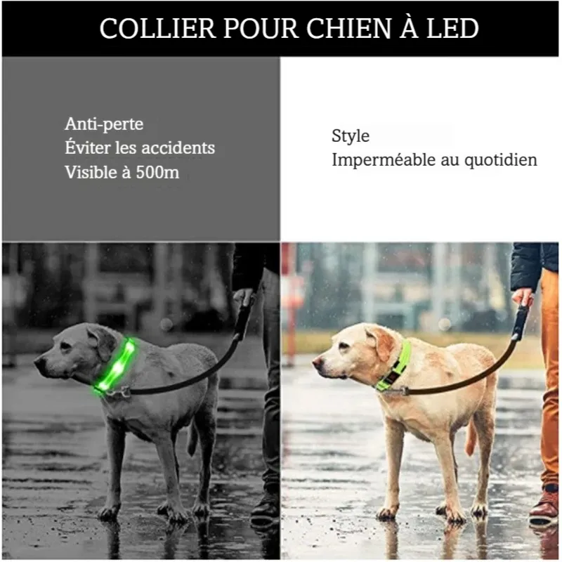 Illustration d’un collier lumineux pour chien avec mise en situation sous la pluie.