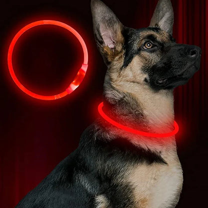 Berger allemand portant le collier lumineux rouge allumé en plastique réglable.