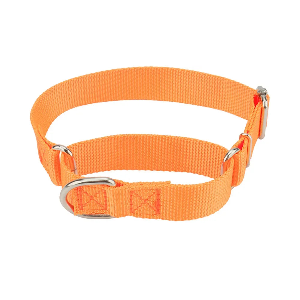 Collier martingale pour chien en nylon orange présenté sur fond clair.