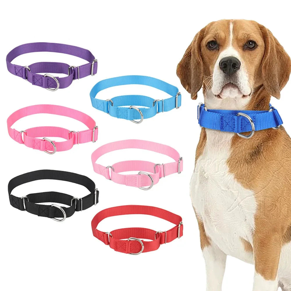 Collier martingale pour chien présenté en plusieurs couleurs avec visuel porté sur un chien.