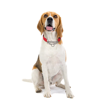 Beagle assis portant un collier martingale rouge avec chaîne inox sur fond blanc.