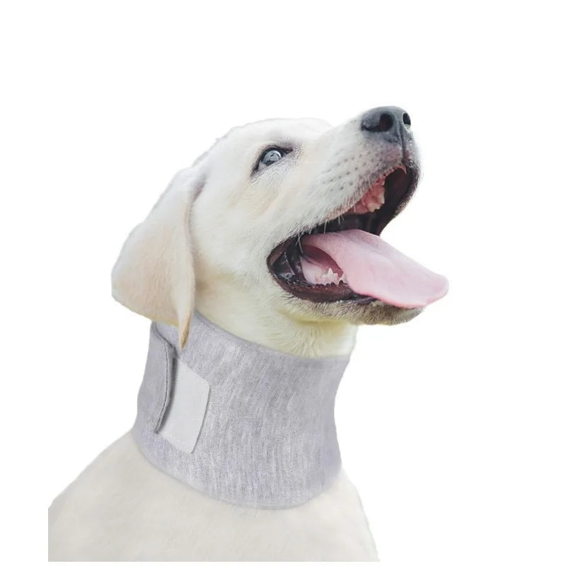 Chien portant un collier médical de maintien du cou en coloris gris