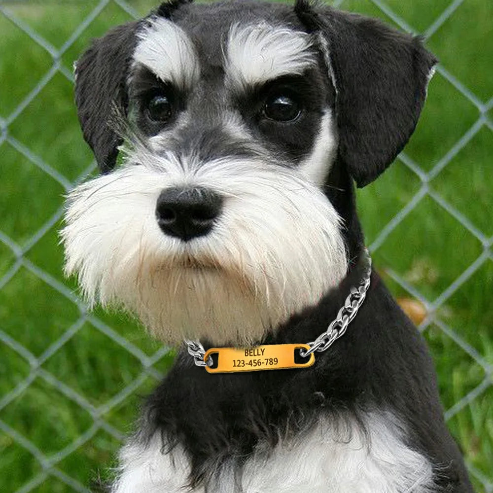 Petit chien noir et blanc portant un collier chaîne avec plaque dorée gravée BELLY.