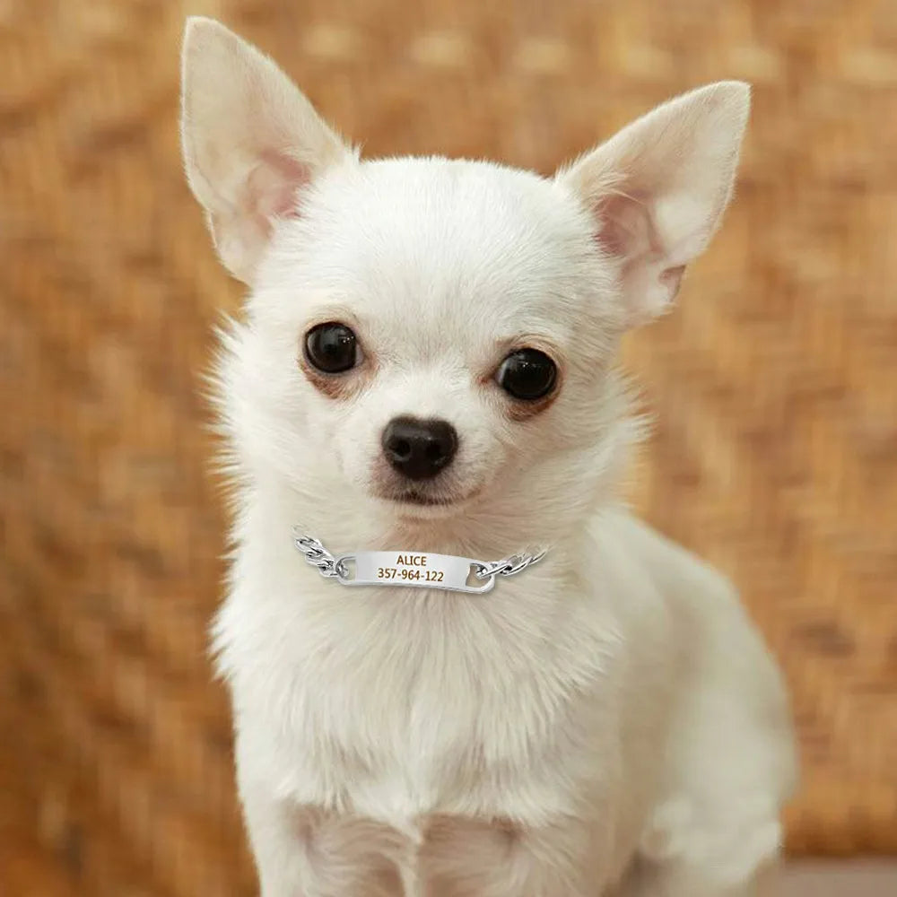 Chihuahua blanc portant un collier chaîne avec plaque gravée ALICE.