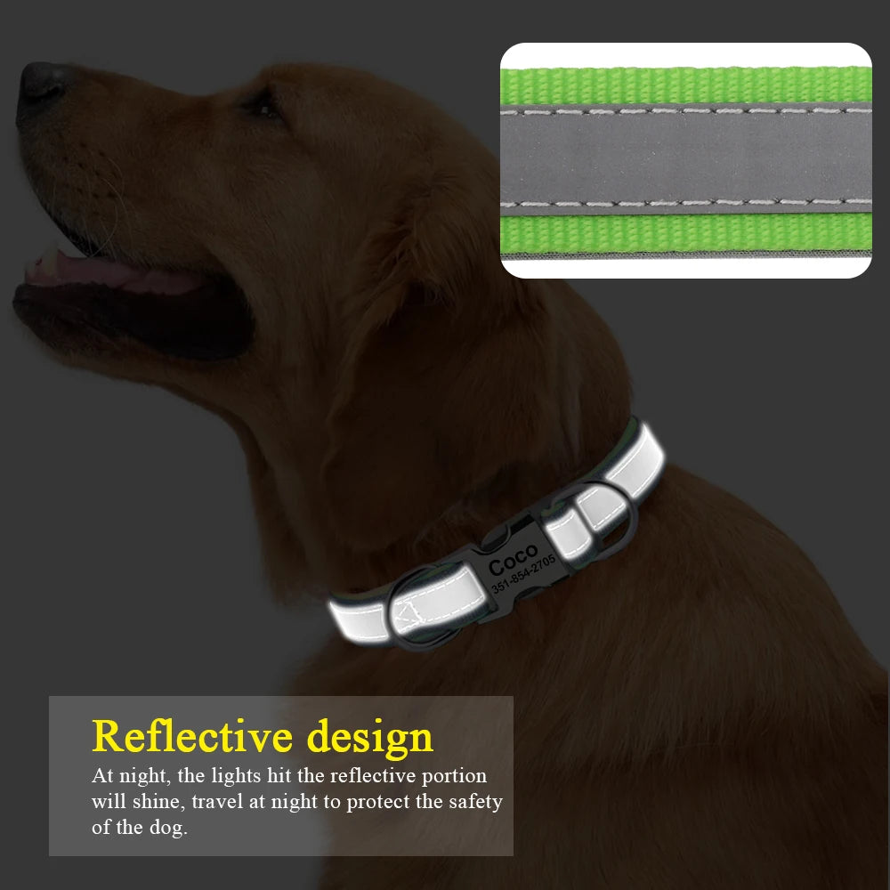 Chien brun portant un collier réfléchissant vert visible dans l’obscurité.