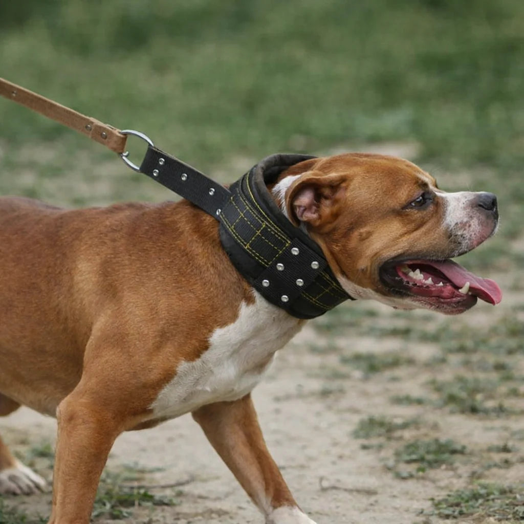 Collier rembourré noir pour grand chien, conçu avec bande de réglage et anneau de traction sur fond blanc.