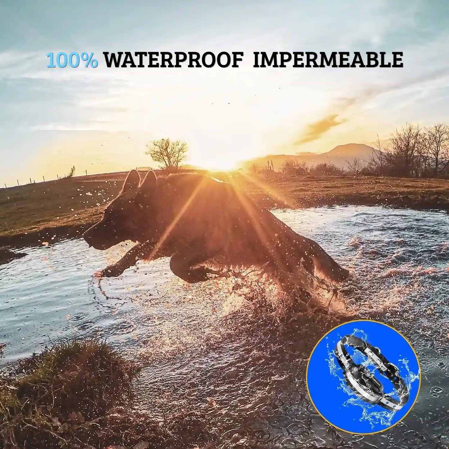 Chien courant dans l’eau avec collier de dressage sonore et vibrant étanche.