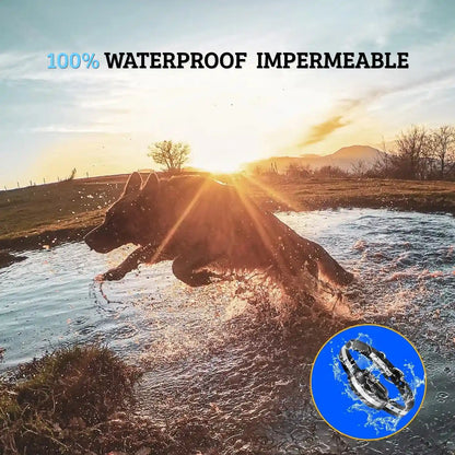 Chien courant dans l’eau avec collier de dressage sonore et vibrant étanche.