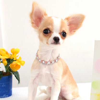 Petit chien beige portant un collier de luxe avec cristaux scintillants sur fond clair.
