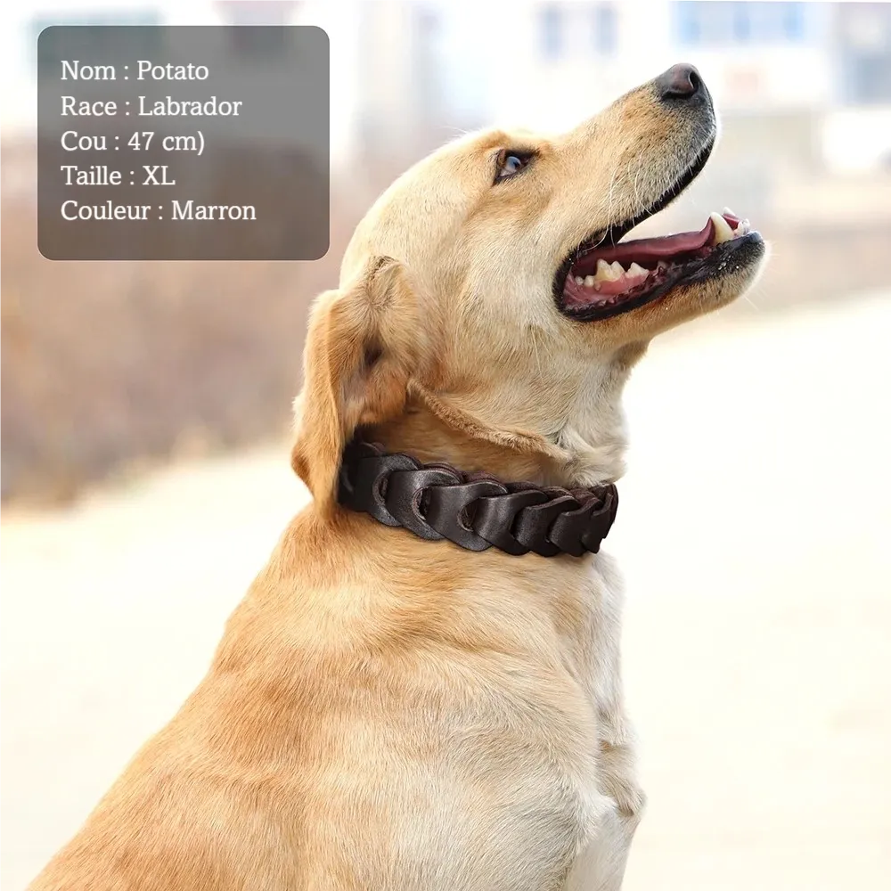 Labrador portant un collier tressé marron brun en cuir de vache.