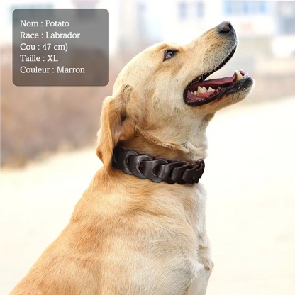 Labrador portant un collier tressé marron brun en cuir de vache.