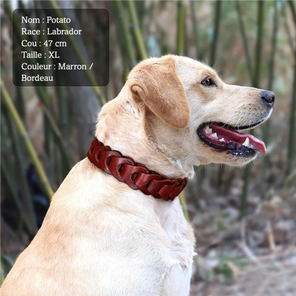 Labrador portant un collier tressé rouge bordeau en cuir de vache.