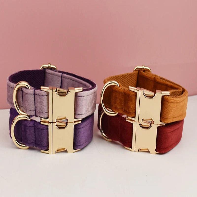 Colliers pour chien en velours présentés en plusieurs coloris avec bouclerie dorée.