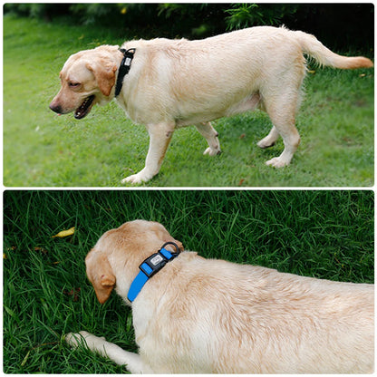 Labrador portant un collier noir et un collier bleu en PVC imperméable lors d’une promenade sur pelouse.