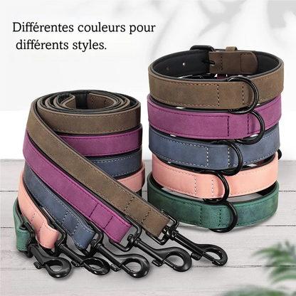 Colliers et laisses pour chien disponibles en plusieurs coloris présentés sur un parquet en bois gris.