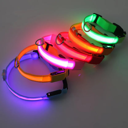 Plusieurs colliers lumineux pour chien allumés en rose, orange, vert et bleu sur fond sombre.
