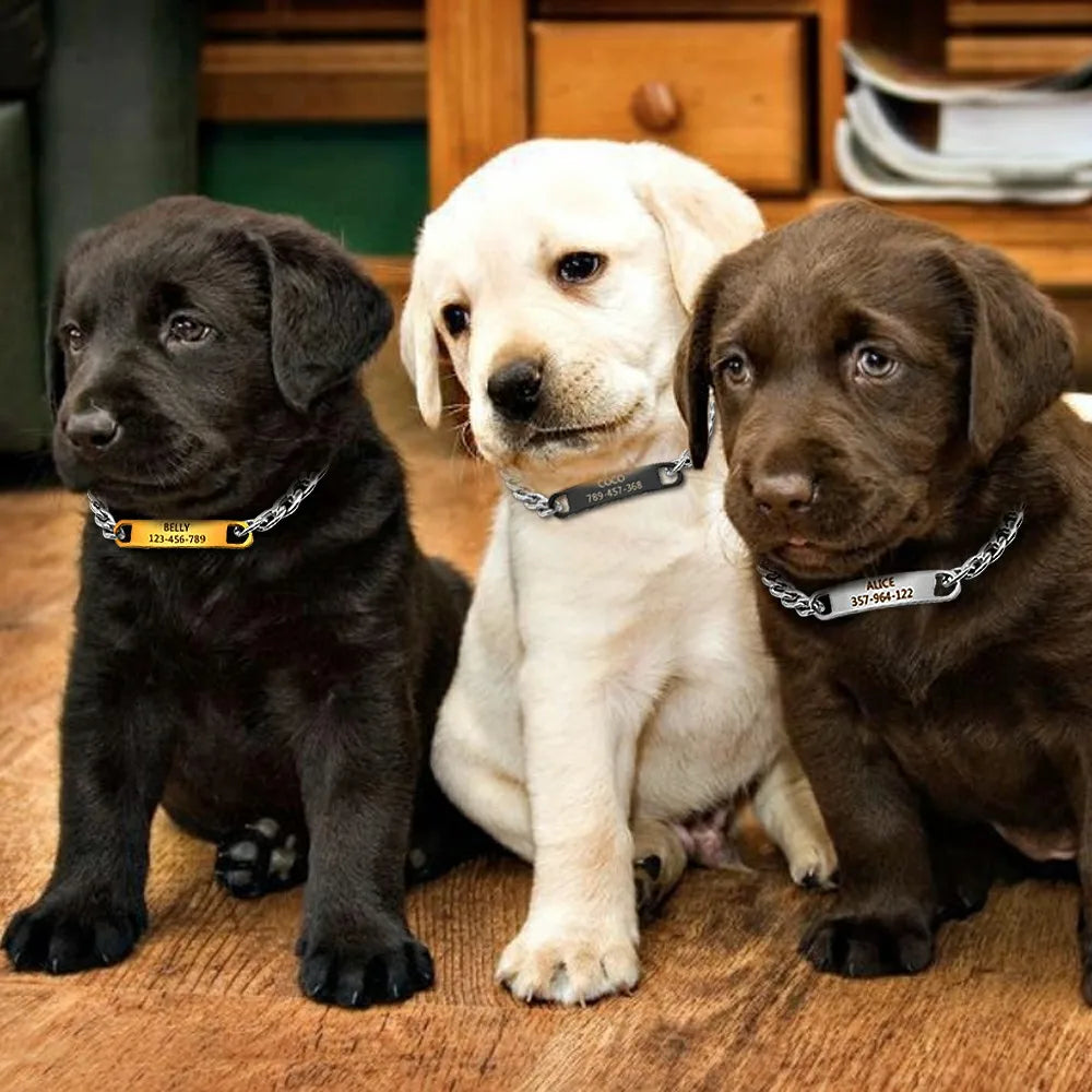 Trois chiots portant des colliers chaîne avec plaques d’identification gravées.