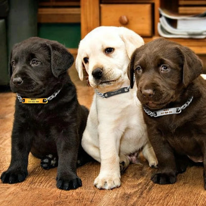 Trois chiots portant des colliers chaîne avec plaques d’identification gravées.