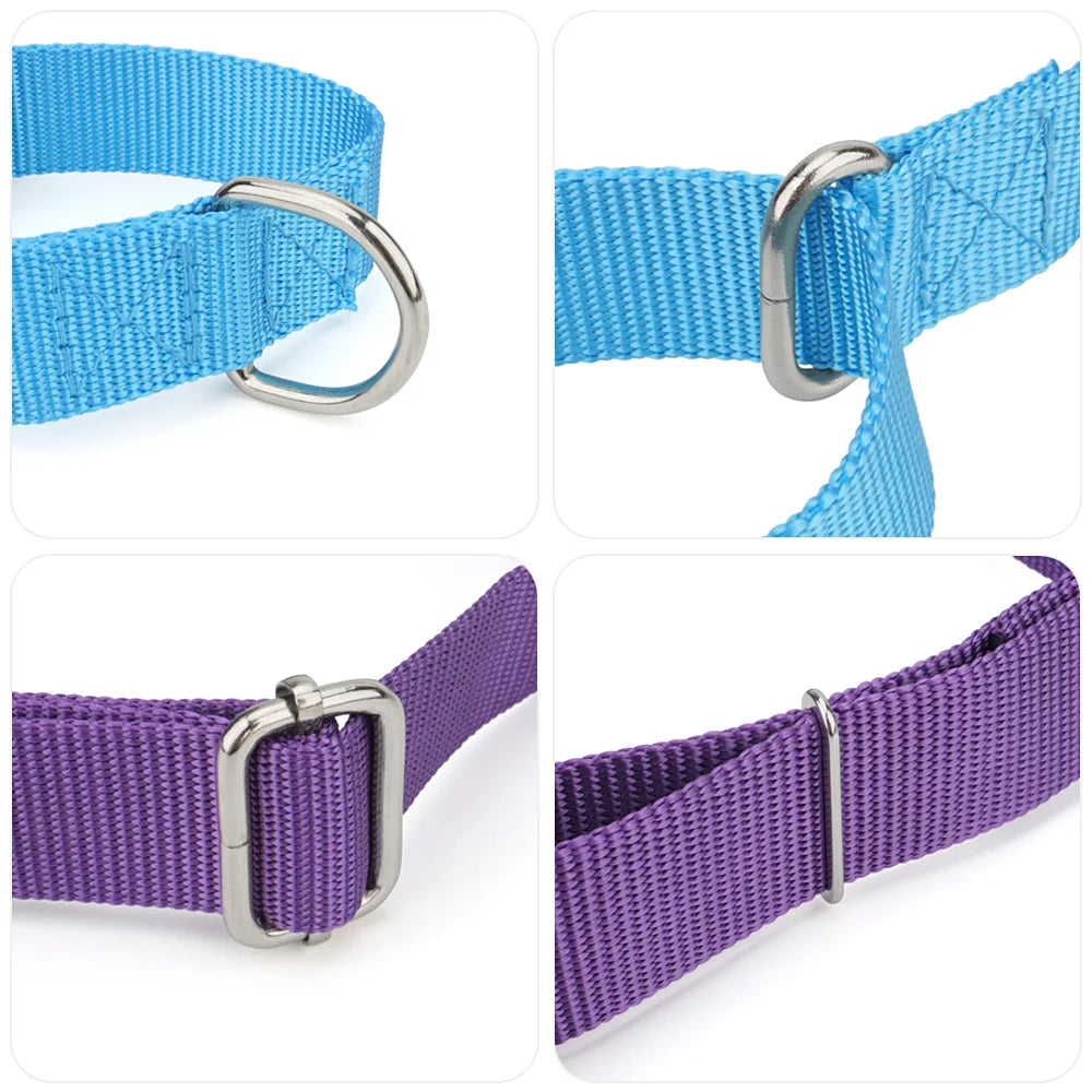 Gros plans des anneaux et de la boucle de réglage des colliers martingale bleu et violet.
