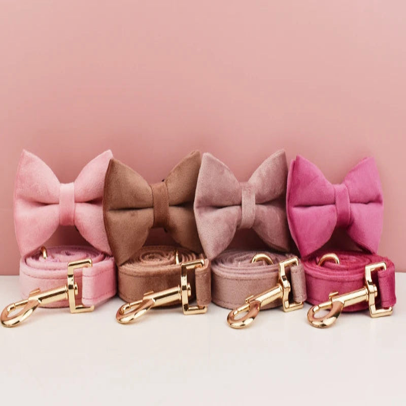 Ensembles collier et laisse pour chien en velours avec nœud papillon.