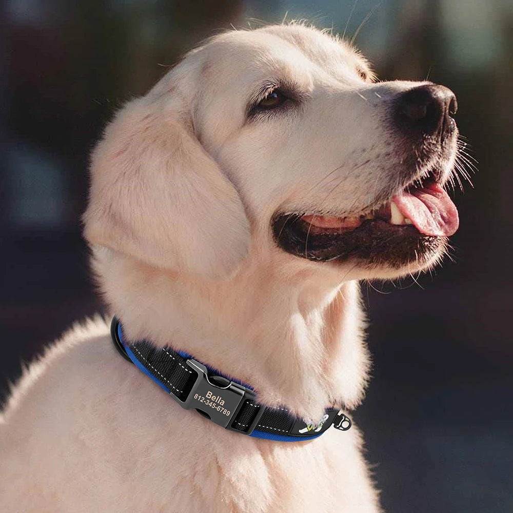 Golden retriever portant un collier bleu personnalisé en extérieur.