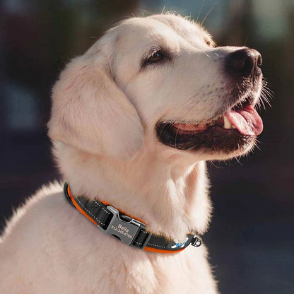 Golden retriever portant un collier orange personnalisé en extérieur.